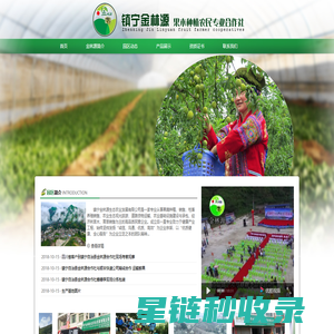 六马李子苗圃|六马蜂糖李|六马四月李|六马香脆李 镇宁金林源